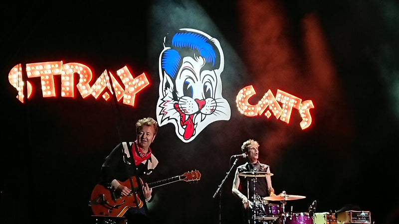 STRAY CATS.