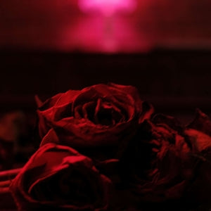 Paper Kites – Roses vinyl