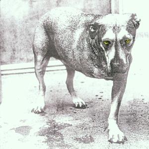 Alice In Chains – Alice In Chains cd