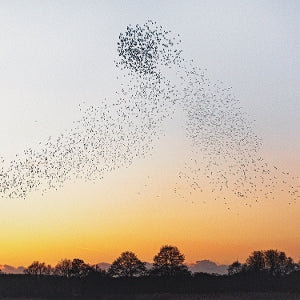 Erland Cooper – Dawn Chorus (1CD)