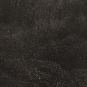 Mok, Lesley – Transient vinyl