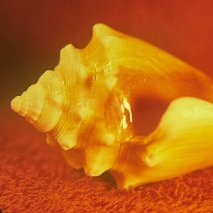 Allah-Las – Sirenas (1-CD)